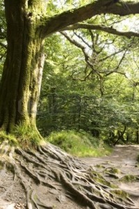 3372441-narażone-korzenie-drzew-wzdłuż-ścieżki-leśne